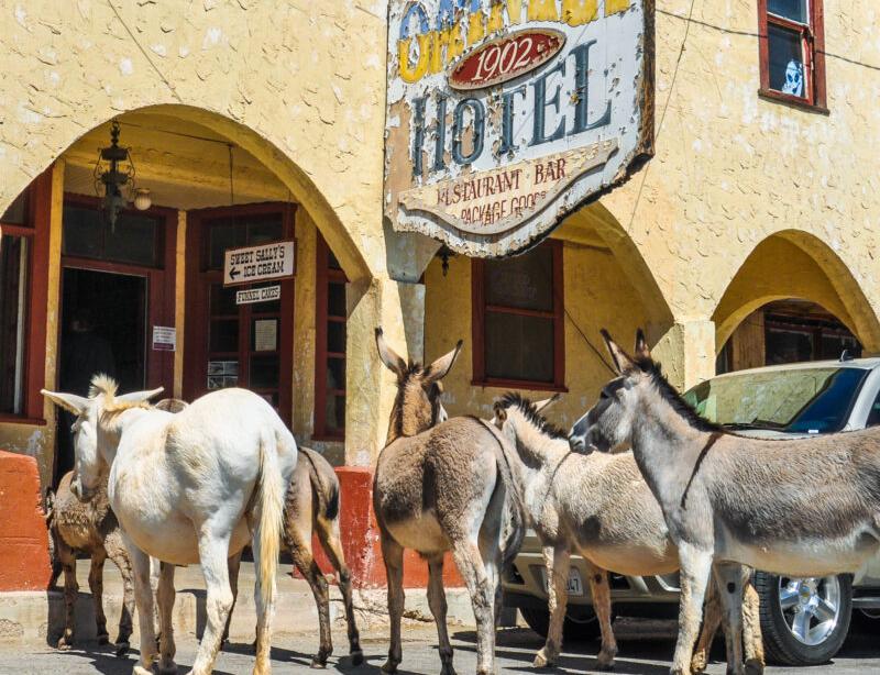 See the Burros in Oatman