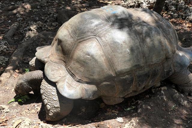 Tur till Prison Island och dess jättesköldpaddor