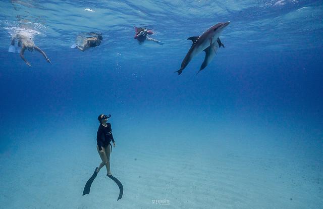 Snorkla med delfiner, Mnemba Island