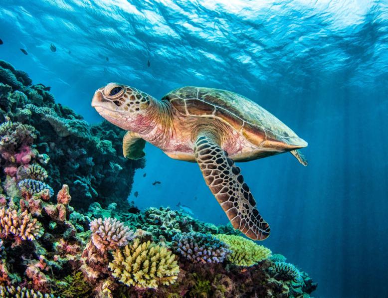 Utflykt med snorkling & simma med sköldpaddor